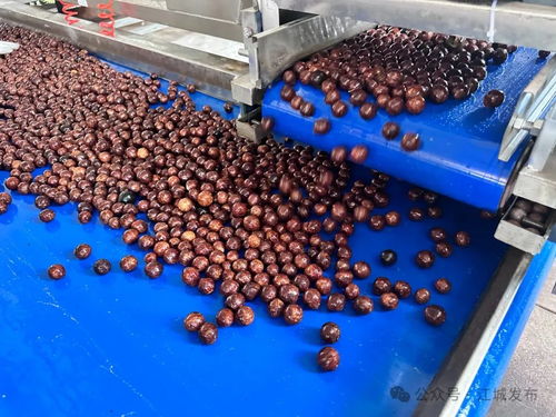 普洱江城堅(jiān)果加工廠投入運(yùn)營，氫氟酸應(yīng)用引關(guān)注